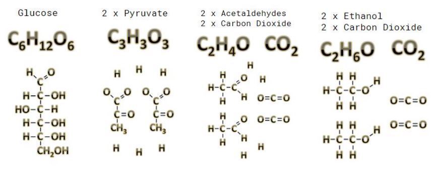 Full Glucose To Ethanol