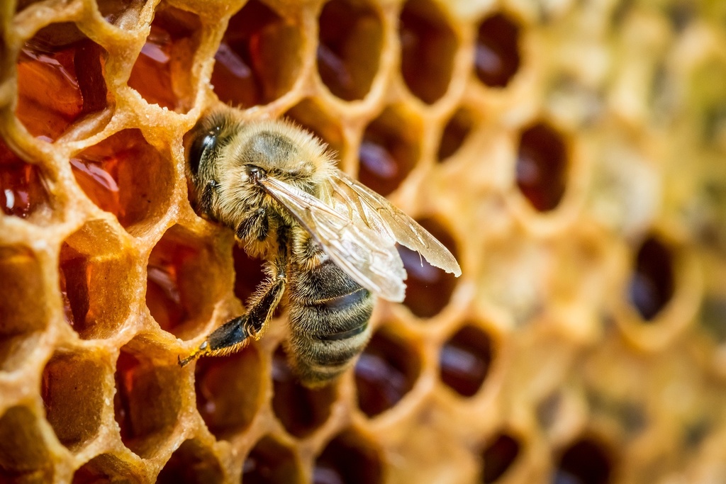 Closeup of bees in a beehive on honeycomb