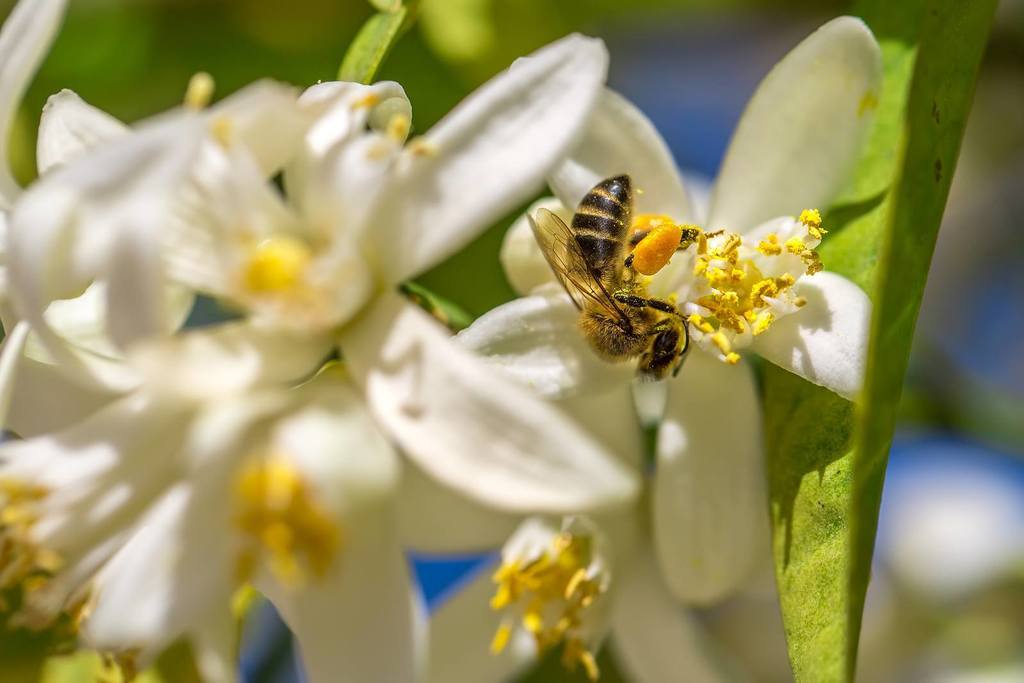 Bee On An Orange Blossom