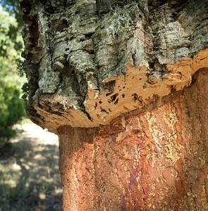 Stripped Cork Tree Bark